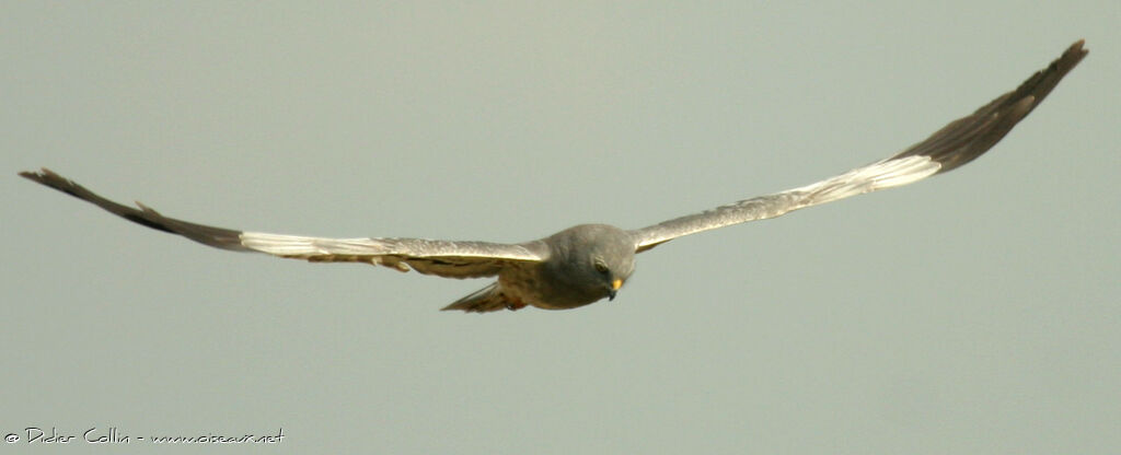 Montagu's Harrier