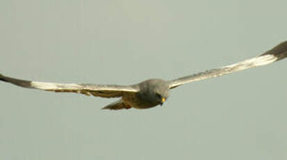 Montagu's Harrier