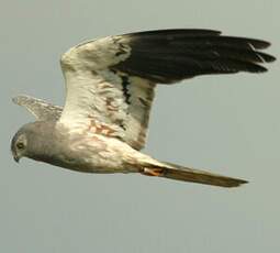 Montagu's Harrier