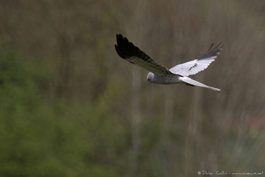 Montagu's Harrier male adult, Flight