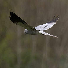 Montagu's Harrier