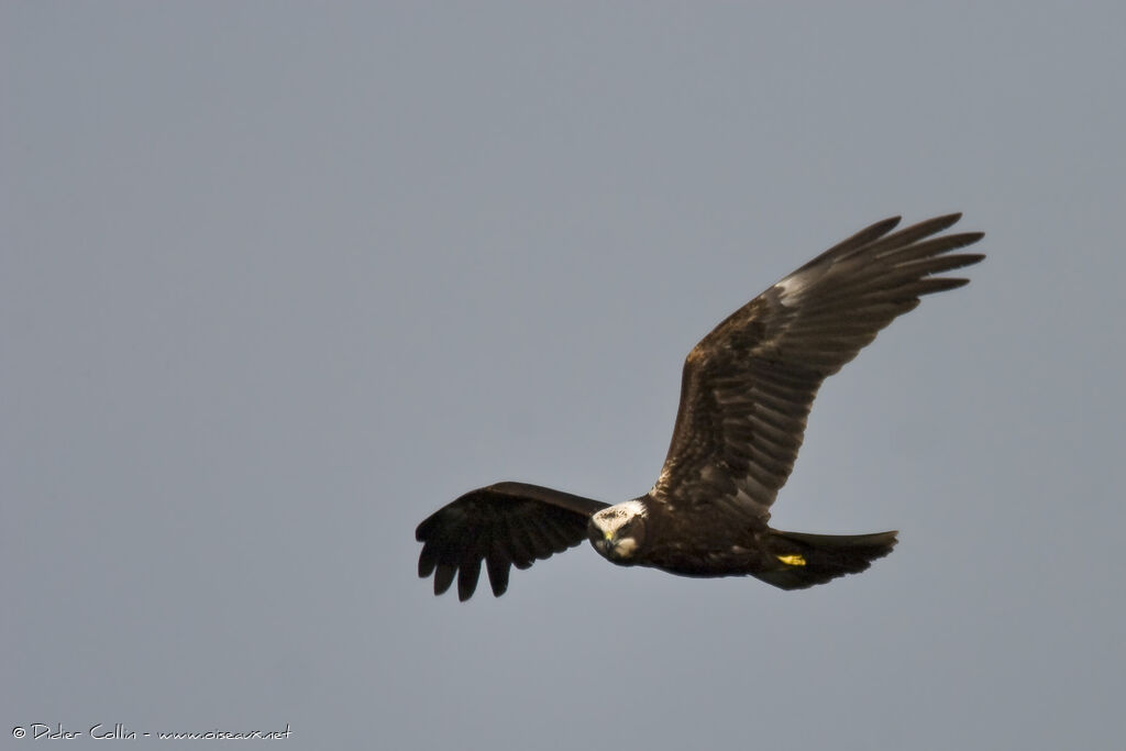 Western Marsh Harrier female adult, Flight