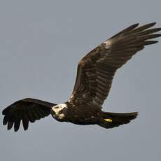 Western Marsh Harrier