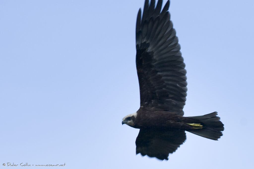 Western Marsh Harrier female adult