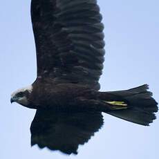 Western Marsh Harrier