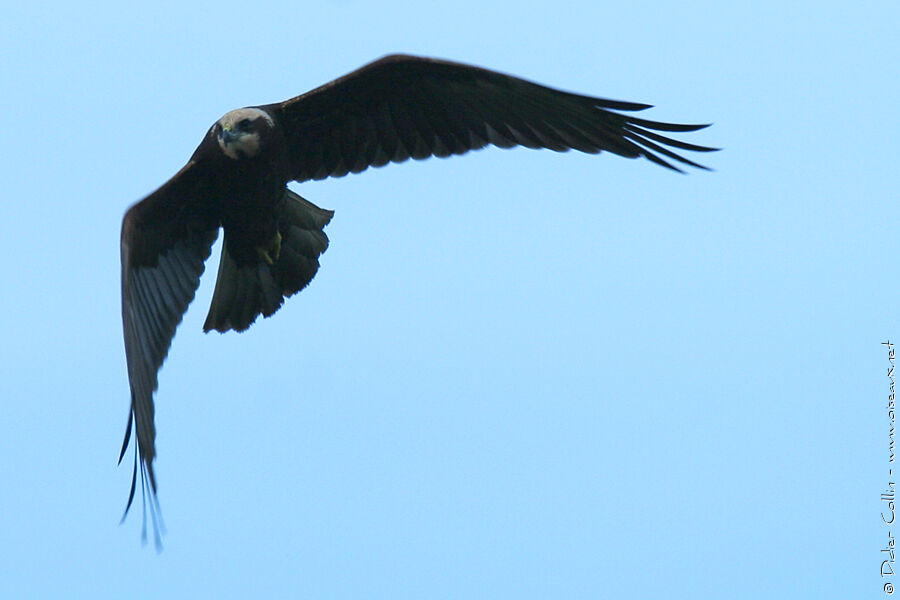 Western Marsh Harrier female adult