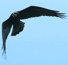 Western Marsh Harrier