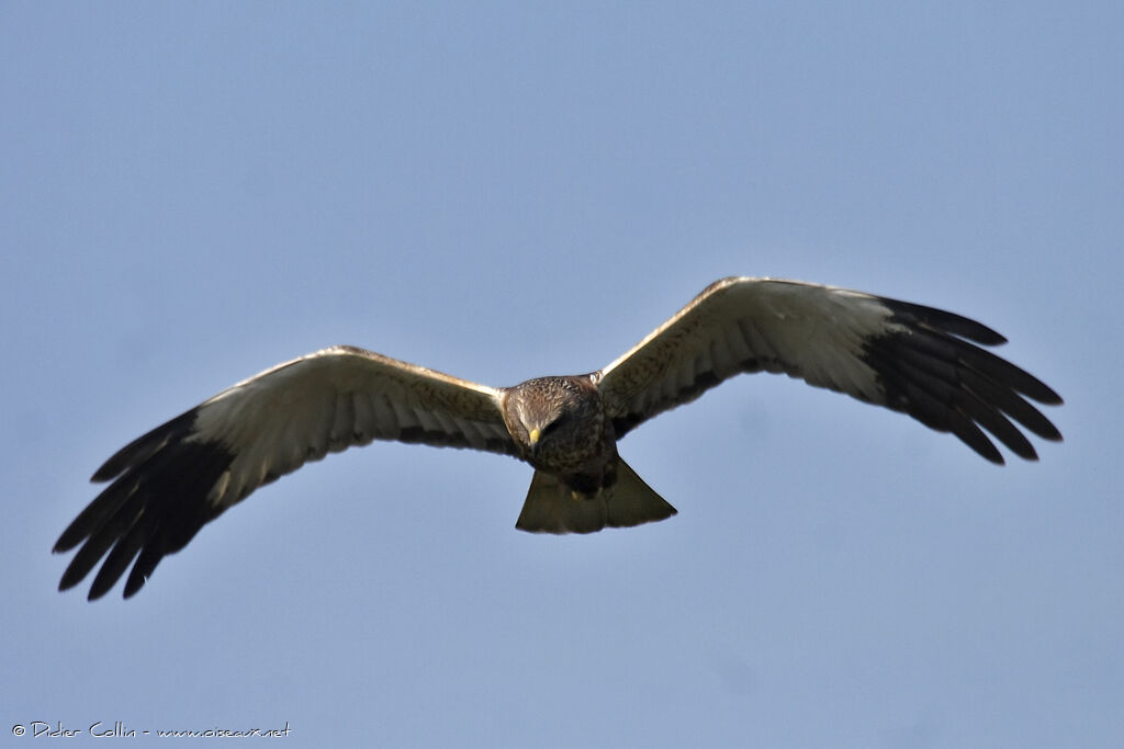 Western Marsh Harrier male adult