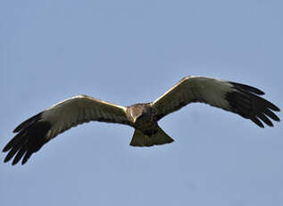 Western Marsh Harrier