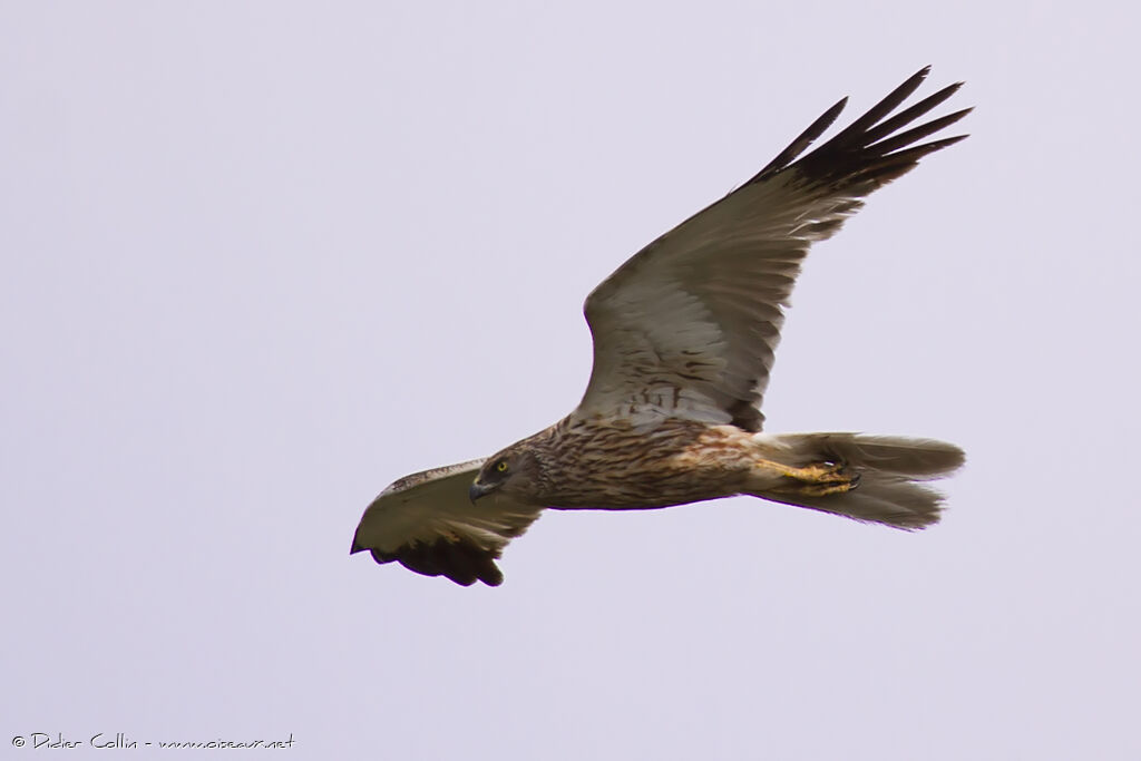 Western Marsh Harrier