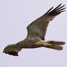 Western Marsh Harrier