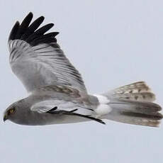 Hen Harrier