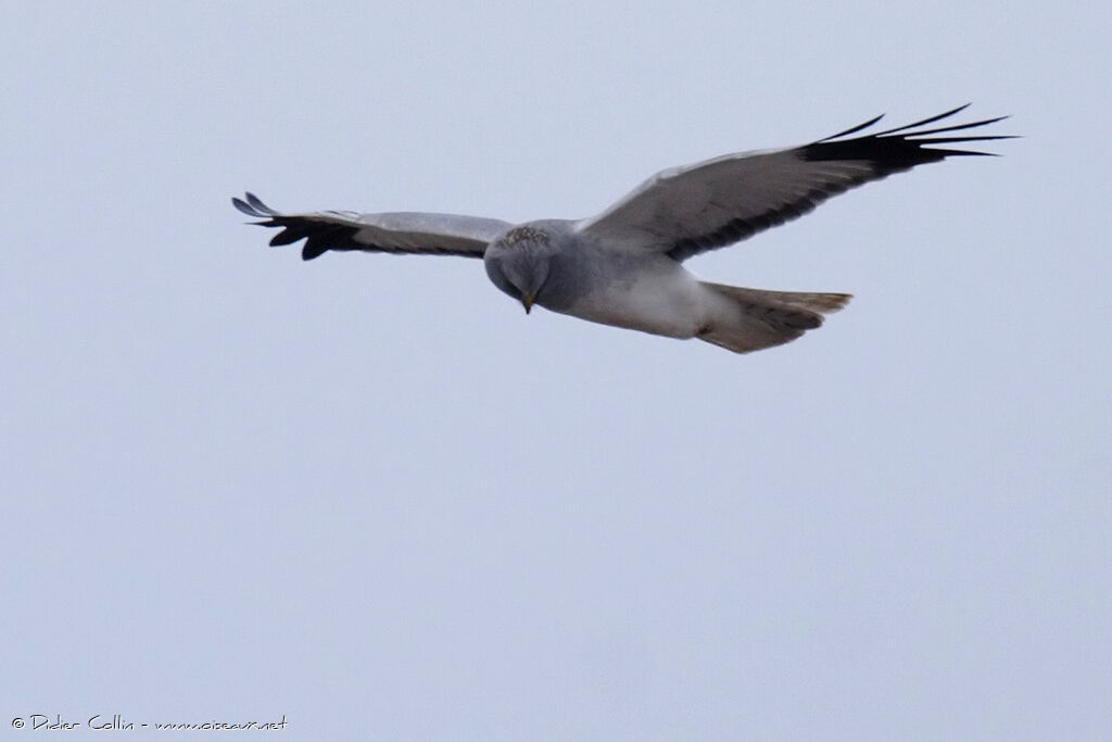 Hen Harrier