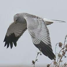 Hen Harrier