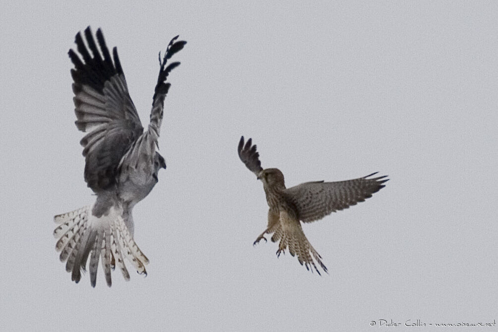 Hen Harrier, Behaviour