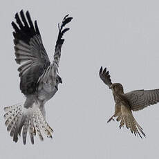 Hen Harrier