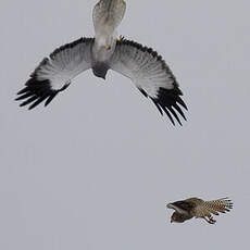 Hen Harrier