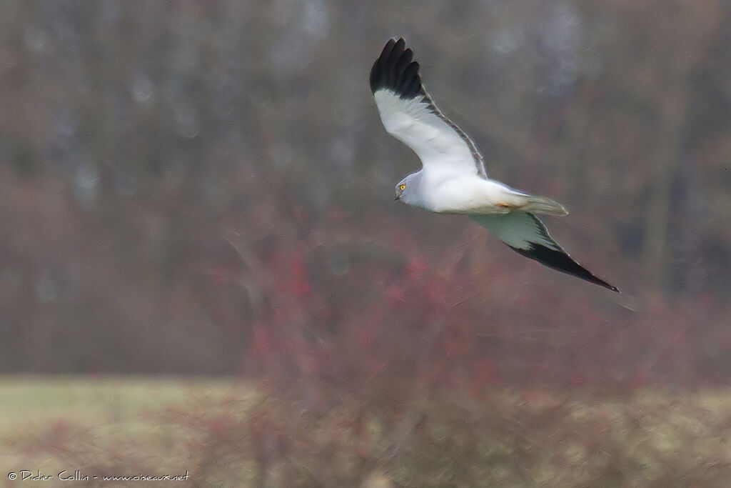 Hen Harrier male adult