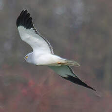 Hen Harrier