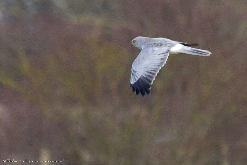 Hen Harrier male adult, Flight