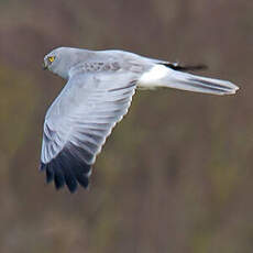 Hen Harrier