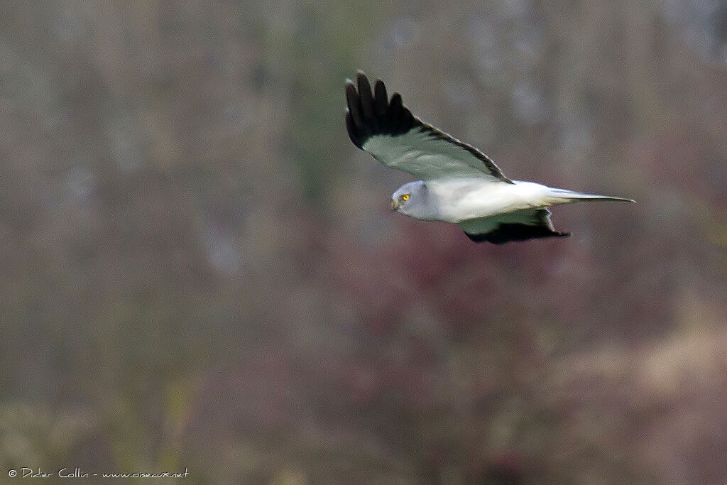 Hen Harrier male adult, Flight