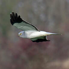 Hen Harrier