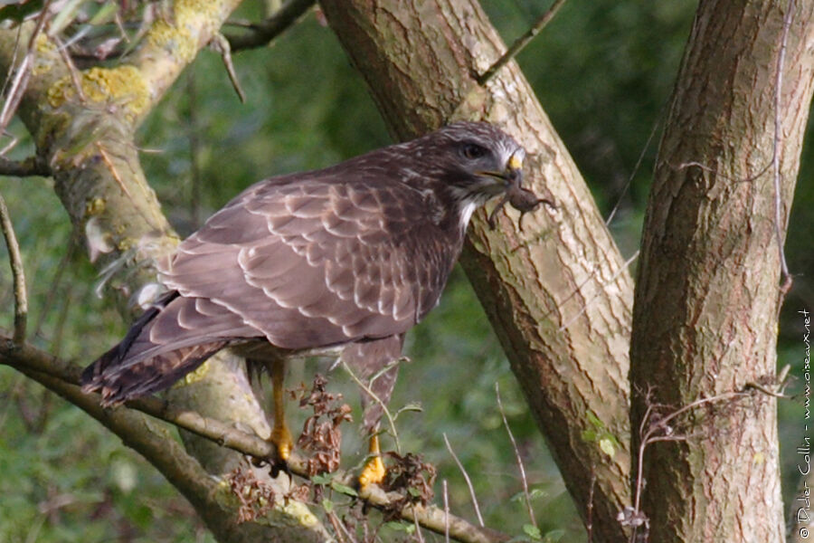 Buse variable