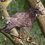 Buse variable