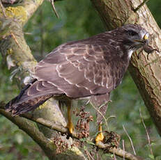 Common Buzzard