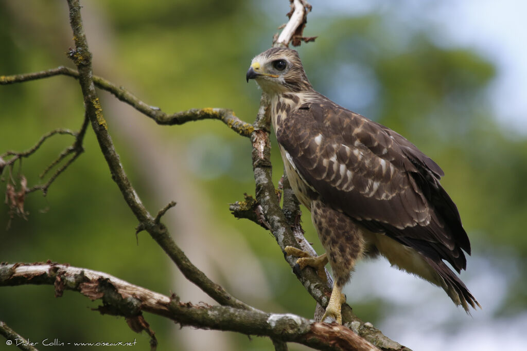 Buse variable1ère année