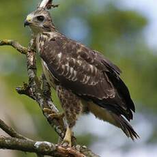 Common Buzzard