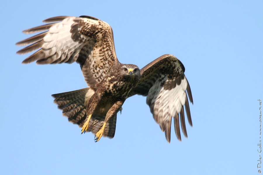 Common Buzzard, identification