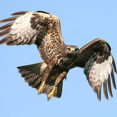 Common Buzzard