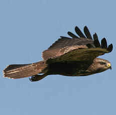 Common Buzzard