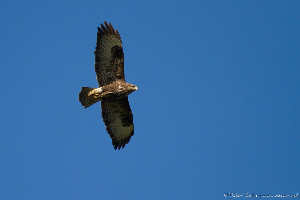 Common Buzzard, Flight