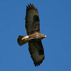 Common Buzzard