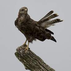 Common Buzzard