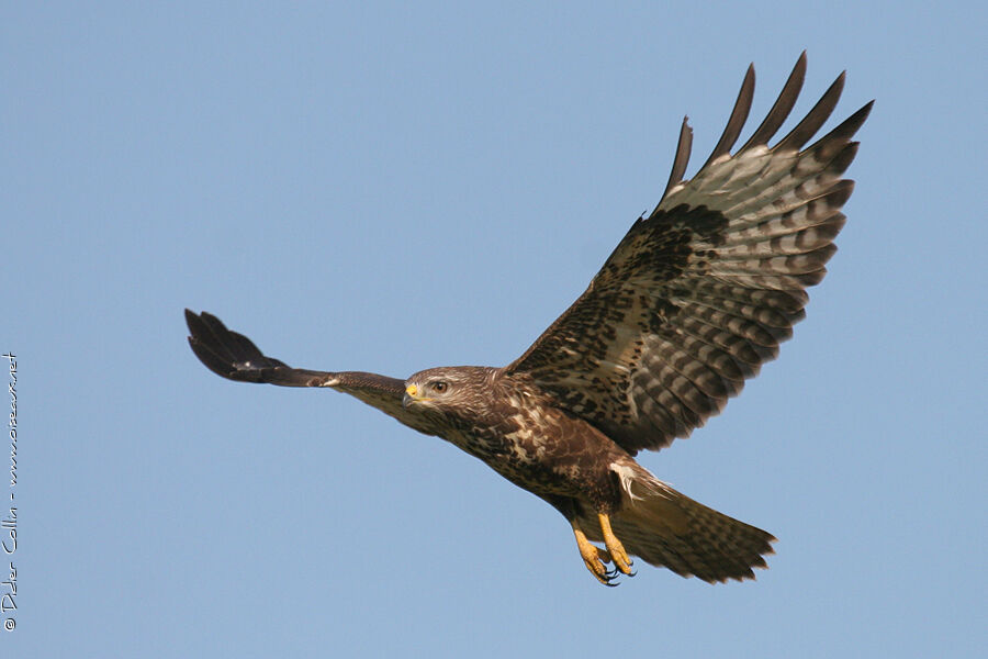 Common Buzzard