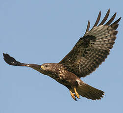 Common Buzzard