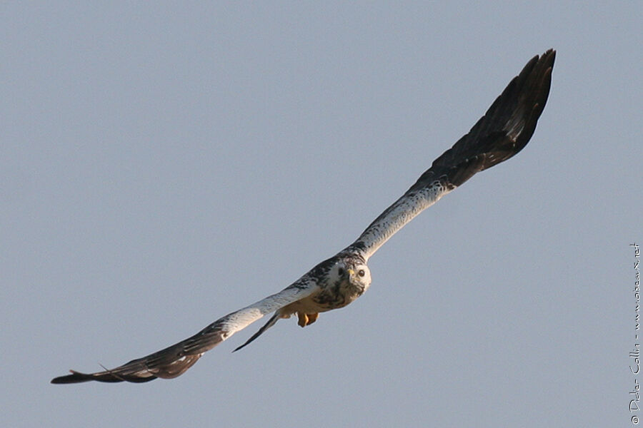 Common Buzzardjuvenile