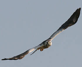 Common Buzzard