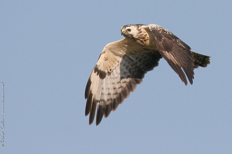 Buse variable