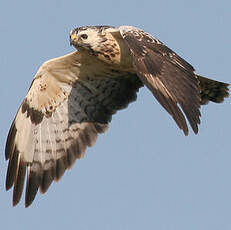 Common Buzzard