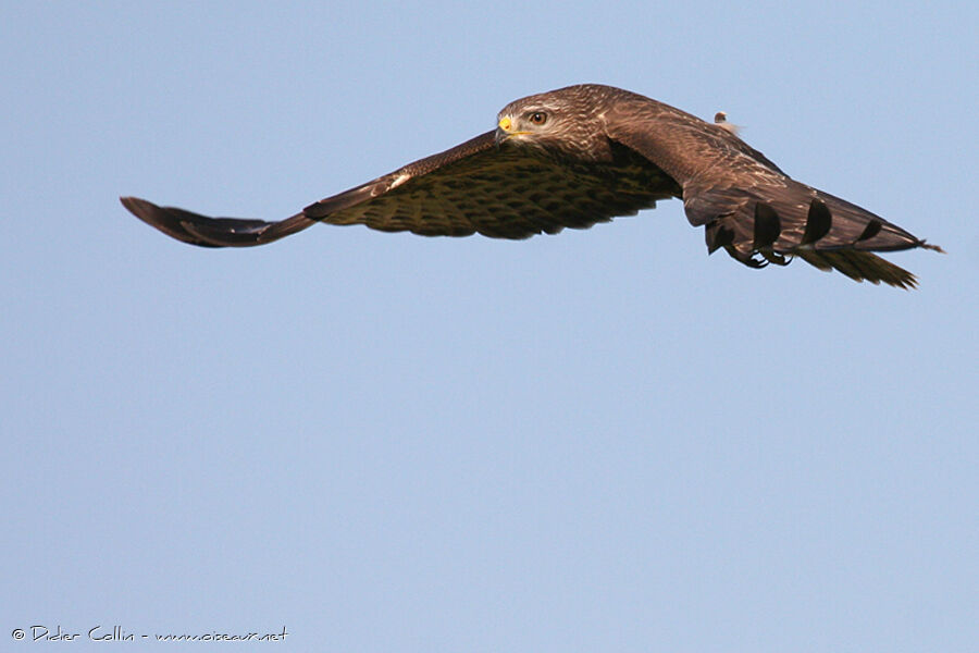 Buse variable