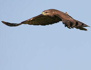 Common Buzzard