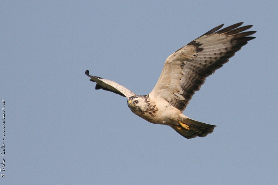 Common Buzzard