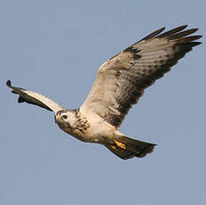 Common Buzzard