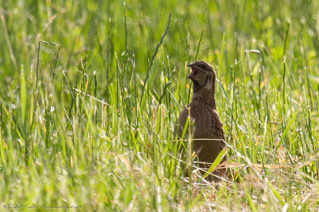 Caille des blésadulte, identification, chant