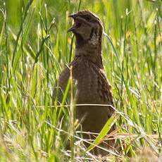 Common Quail